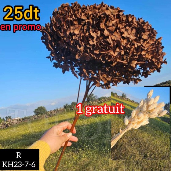 Fleurs sèches kh23-7-6